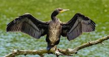 Stire din Social : Klaus Iohannis cere reexaminarea legii care permite vânarea cormoranului mare
