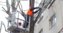 Administrația locală continuă toaletarea arborilor în cartierele din Constanța
