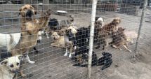 Stire din Politică-Administrație : Administrația locală continuă campania de adopție a câinilor fără stăpâni