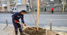 Administrația din Constanța, start pentru campania de plantări