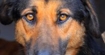 Stire din Social : Iubești animalele? Alătură-te campaniei "Adoptă un cățel"