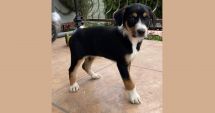Stire din Social : Nu rămâneți indiferenți! Continuă campania "Adoptă un cățel!"