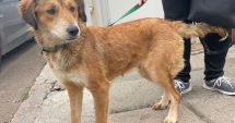 Stire din Social : Încă un căţel adoptat. Alte 350 de suflete îşi aşteaptă stăpânii
