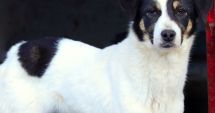 Stire din Social : Îți plac animalele? Adoptă un câine de la adăpostul de pe strada Vârful cu Dor