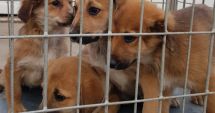 Adopţii rapide, la adăpostul pentru câini fără stăpân, din Constanţa