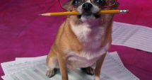 Stire din Fun : Afaceri  cu un câine inteligent