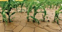 Stire din Economie : Seceta, birocraţia şi prostia, cei trei mari adversari ai agriculturii. "Situaţia este extrem de gravă!"