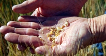 Stire din Economie : Agricultorii trebuie să negocieze dur cu angrosiștii de cereale