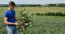 Stire din Economie : Agricultorii propun autorităţilor un plan naţional pentru salvarea cartofului