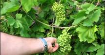 Stire din Economie : Agricultura, la pământ!  Struguri acri și fructe deshidratate