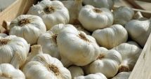 Stire din Economie : Vin banii pentru cultivatorii de usturoi. Cuantumul maxim al subvenţiei - 3.000 euro/ha
