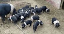 Stire din Economie : Crescătorii de porci de reproducţie din rasele Bazna şi Mangaliţa se pot înscrie în program până pe 31 iulie