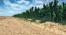 Stire din Economie : Sprijin de la stat pentru fermierii ale căror afaceri au fost afectate de secetă