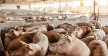 Stire din Economie : Situație critică a producătorilor de carne de porc. Multe ferme vor pune lacătul pe ușă