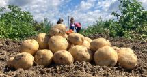 Stire din Economie : Suma alocată Programului de susţinere a producţiei de cartofi în anul 2024, majorată cu trei milioane de lei