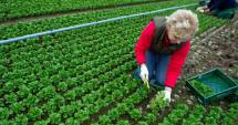 Stire din Economie : Vrei să faci agricultură ecologică? CCINA Constanța te învață cum