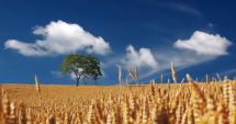 Stire din Actualitate : Agricultura ecologică ar putea duce la creşterea importurilor de cereale în UE