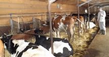 Stire din Economie : A început plata ajutorului de stat în zootehnie