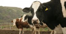 Stire din Economie : A început plata ajutorului de stat pentru ameliorarea raselor de animale