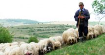 Stire din Economie : A început plata ajutorului de stat pentru creșterea animalelor