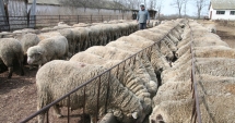 Stire din Economie : Ajutați Institutul de Cercetare Palas, din Constanța, dacă vreți să dublăm exportul de ovine!
