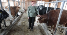 Stire din Economie : Ajutoare pentru crescătorii de vaci  de lapte și de porcine
