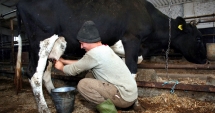 Stire din Economie : Ajutoare excepționale în sectorul laptelui și produselor lactate