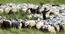 Stire din Economie : Ajutor de peste 1,2 milioane de lei pentru zootehniști