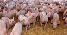 Stire din Economie : Ajutor de minimis pentru crescătorii de porcine