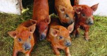 Ajutor de stat pentru creșterea porcilor de reproducție din rasele Bazna și Mangalița