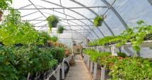 Stire din Economie : Ajutor financiar pentru producătorii de legume și fructe