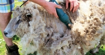 Stire din Economie : Ajutor financiar de 1 leu  pe kilogramul de lână vândută,  pentru crescătorii de ovine