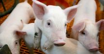 Stire din Economie : Ajutor financiar pentru crescătorii de porci din rasele românești Bazna și Mangalița