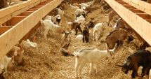 Stire din Economie : Ajutorul Naţional Tranzitoriu, redus la jumătate