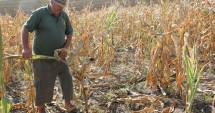 Stire din Economie : Alarmă în agricultură