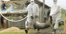 Stire din Economie : Alarmă  în agricultură: focare de pestă porcină africană la 150 km de granița de est a țării