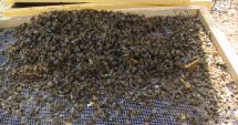 Stire din Actualitate : Sute de mii de albine au fost otrăvite. Apicultorii cred că cei care cultivă rapiță au folosit un pesticid care le-a fost fatal
