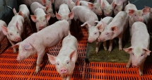 Stire din Social : Alertă de pestă porcină la Constanța