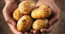 Stire din Social : ALERTĂ ALIMENTARĂ! Cartofi din Egipt, contaminați cu o bacterie periculoasă, interziși în România