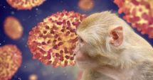Stire din Actualitate : Alertă OMS! Epidemia de mpox din R.D. Congo s-a extins în țările vecine