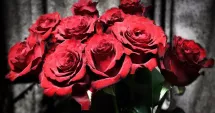 Stire din Actualitate : Pericol de Valentine’s Day. Trandafiri roșii contaminați cu pesticide interzise, cu risc cancerigen