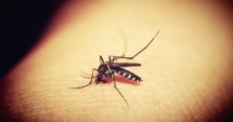 Stire din Sănătate : Virusul West Nile continuă să facă victime