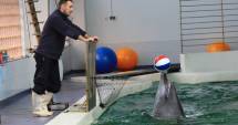 Stire din Social : Alertă la Delfinariu! Ni-Ni s-a îmbolnăvit după ce s-a bătut  cu Chen Chen
