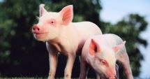 Stire din Social : Alertă în județul Constanța. Aproape o sută de focare de pestă porcină