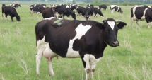 Stire din Social : Alertă la Constanța din cauza focarelor  de dermatoză nodulară din Bulgaria.  Există riscul apariției bolii și în România