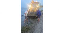 Stire din Social : De ce apar algele pe litoral? Cum acționează Apele Române pe parcursul sezonului estival