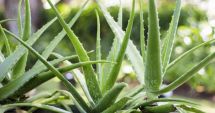 Stire din Sănătate : Aloe vera are proprietăți antiinflamatorii și reduce durerile de călcâie