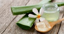Stire din Sănătate : Aloe vera are proprietăți antibacteriene, accelerând vindecarea rănilor