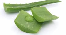 Stire din Sănătate : Aloe vera. Un tratament cosmetic eficient