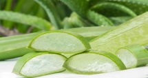 Stire din Sănătate : Aloe vera tratează constipația și întărește sistemul imunitar